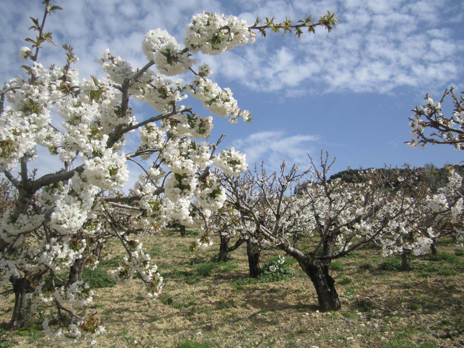 Cerezos en flor en Alfarnate.