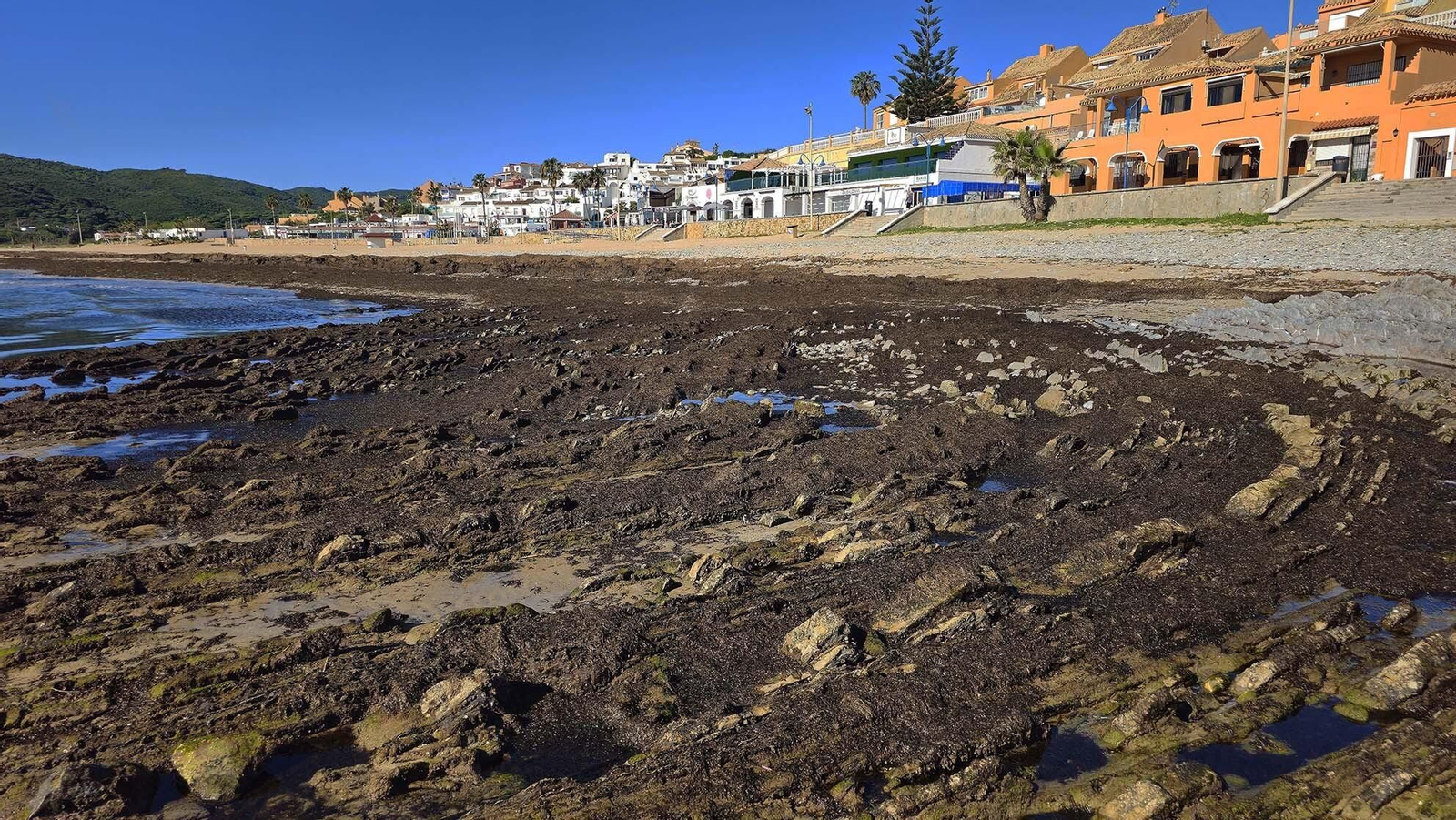 Imágenes del manto de alga parda en la playa de Getares