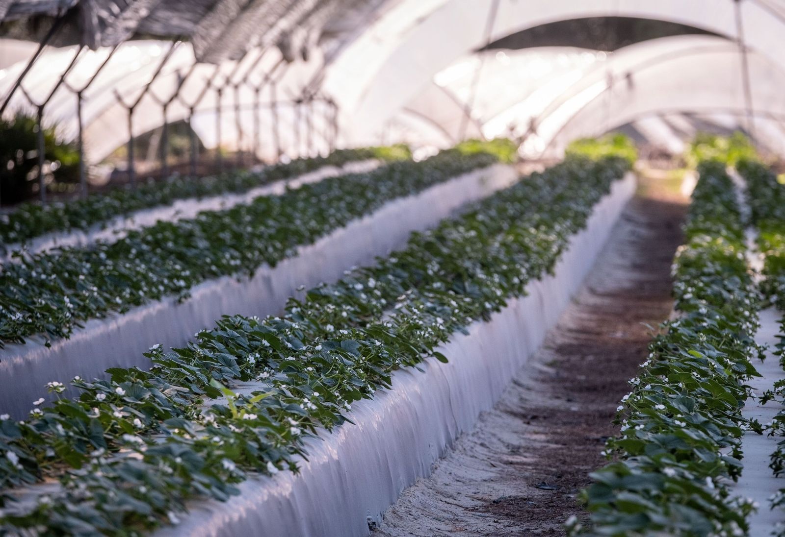 Un campo de cultivo en Huelva en una imagen de archivo.