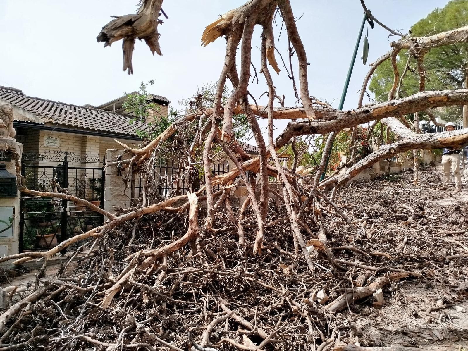 El árbol caído en Pinares de San Antón.