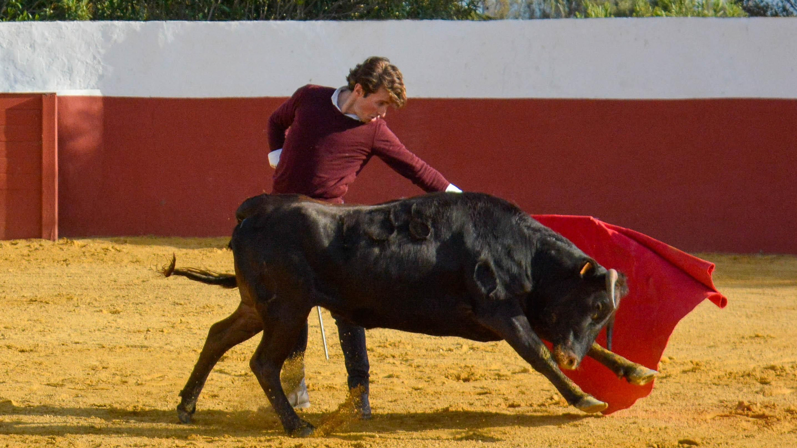Tentadero con Talavante en la finca La Palmosilla, en Tarifa
