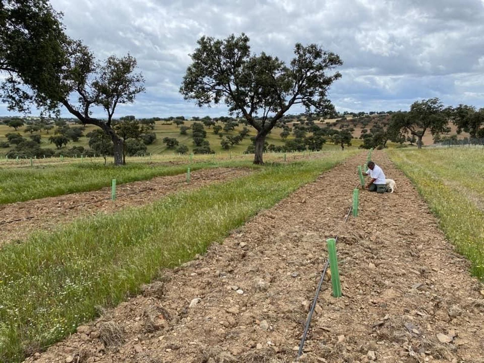 Cultivo de encinas en El Viso.