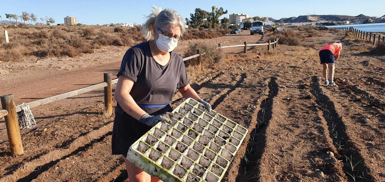 Plantación de nardos en San Juan de los Terreros.