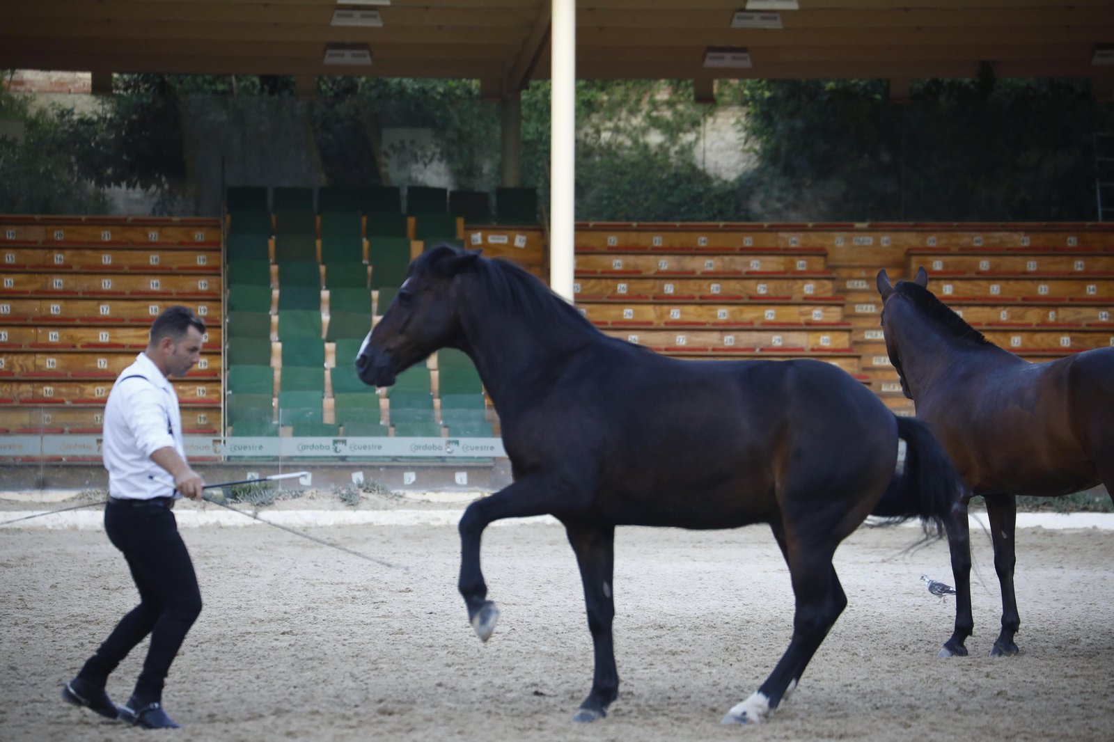 El arranque del XXVII Concurso Morfológico de La Feria del Caballo de Córdoba, en imágenes