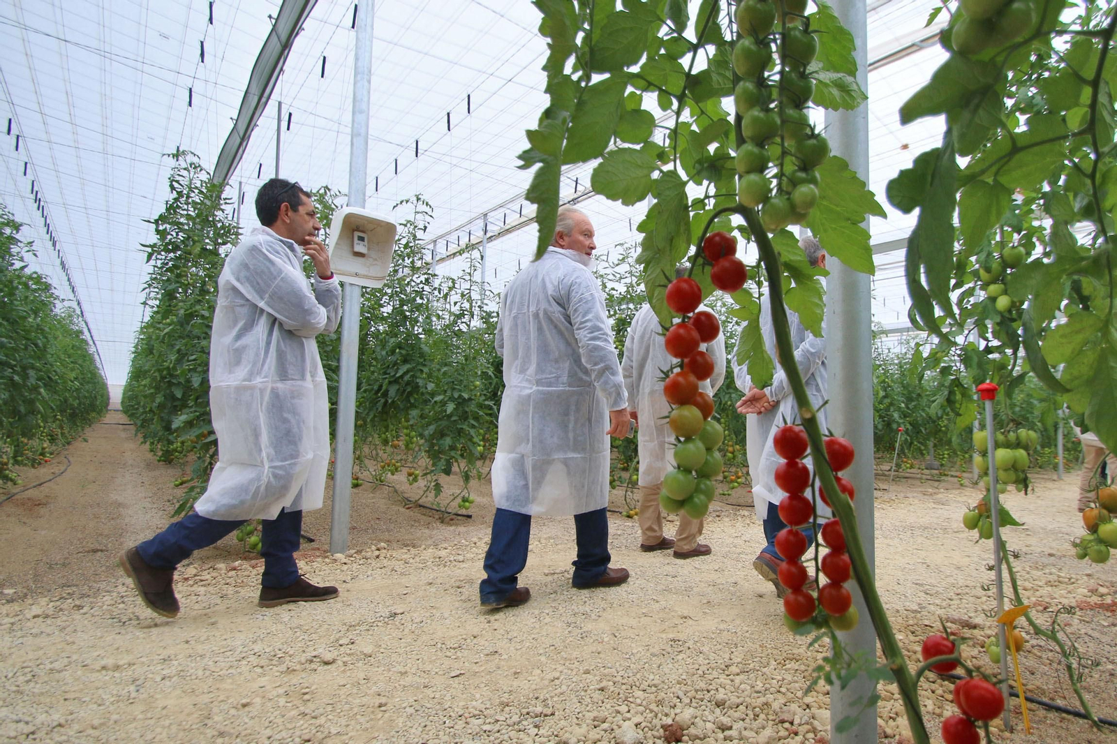 Una 'fábrica' de tomates. Una 'fábrica' de tomates.