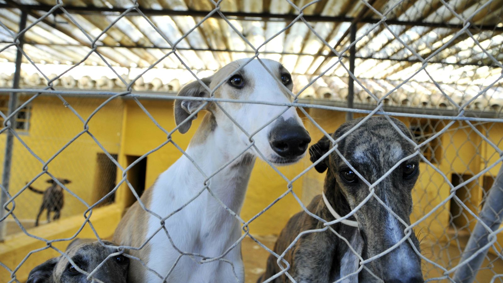 Galgos en una de las jaulas.