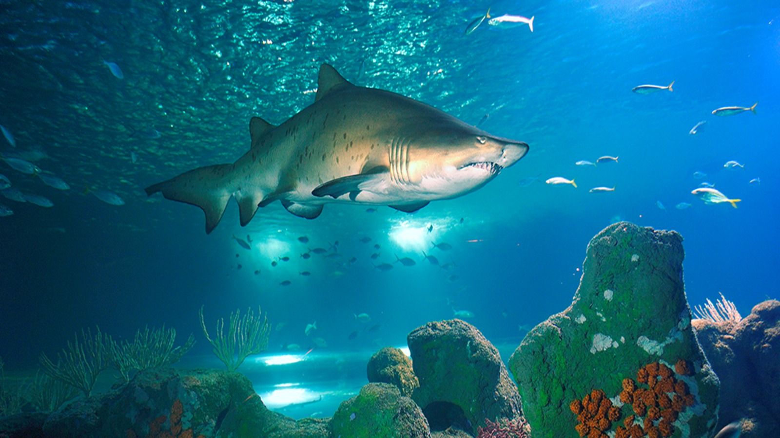 Los tiburones se encuentran en el impresionante oceanario con un túnel panorámico bajo el agua.
