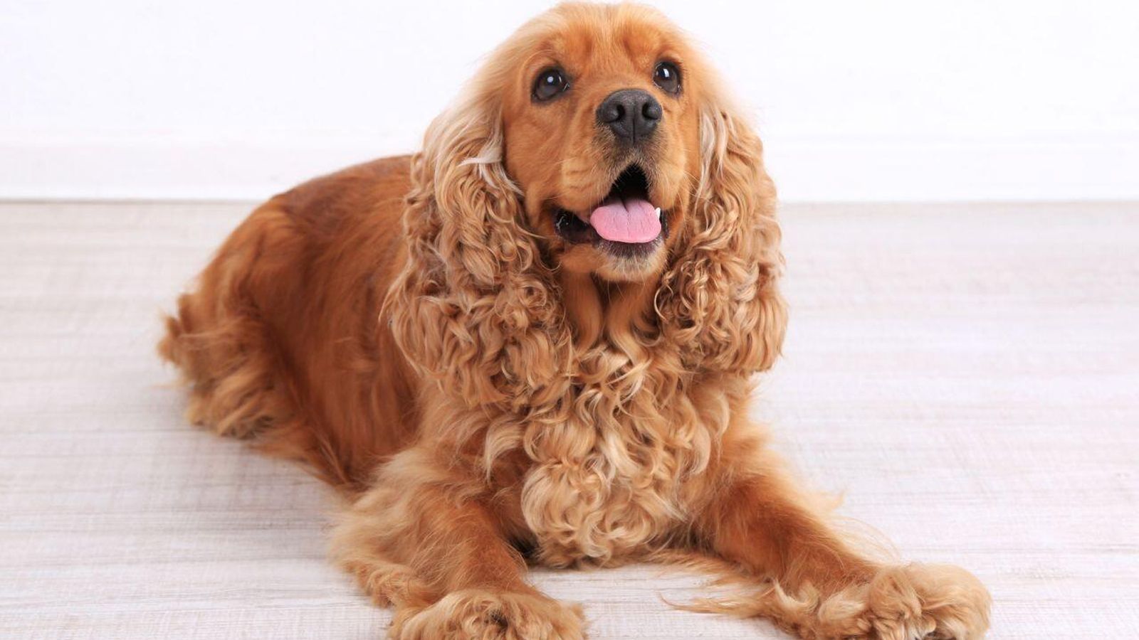 cocker spaniel