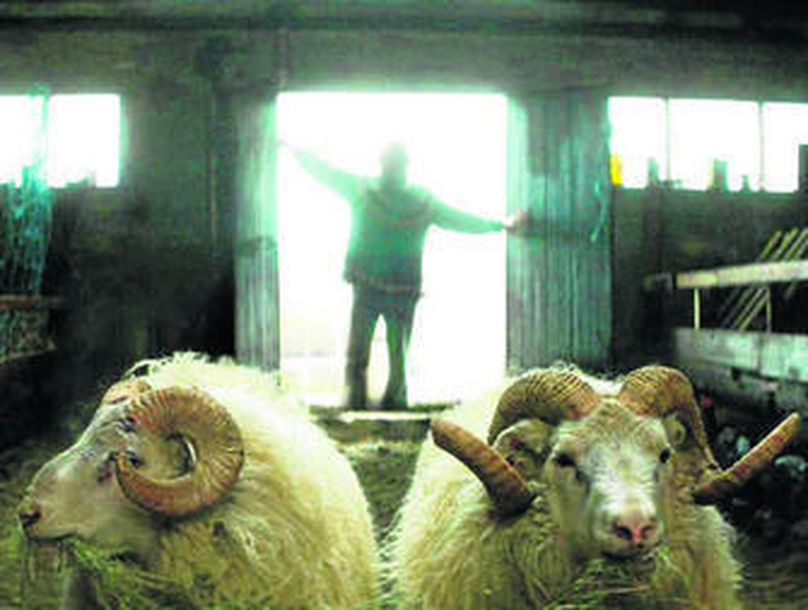 Una escena de 'Hrútar (El valle de los carneros)', de Grímur Hakónarson.