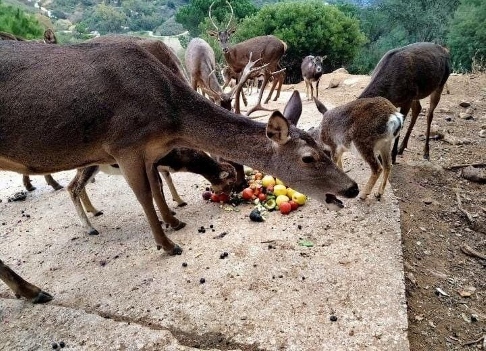 Ciervos comiendo en la Eco Reserva de Ojén. Ciervos comiendo en la Eco Reserva de Ojén.
