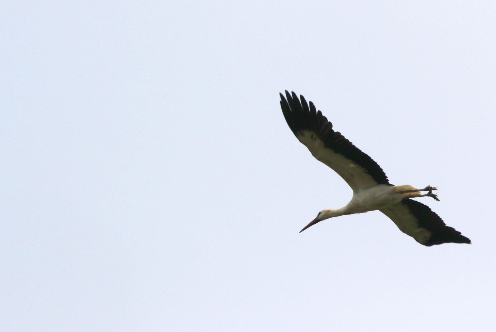 Córdoba, hogar de las cigüeñas también en invierno