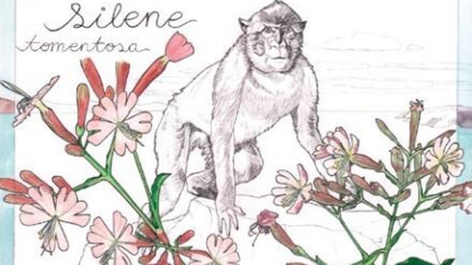 Silene tomentosa. Dibujo de Rocío Sánchez Alcaide