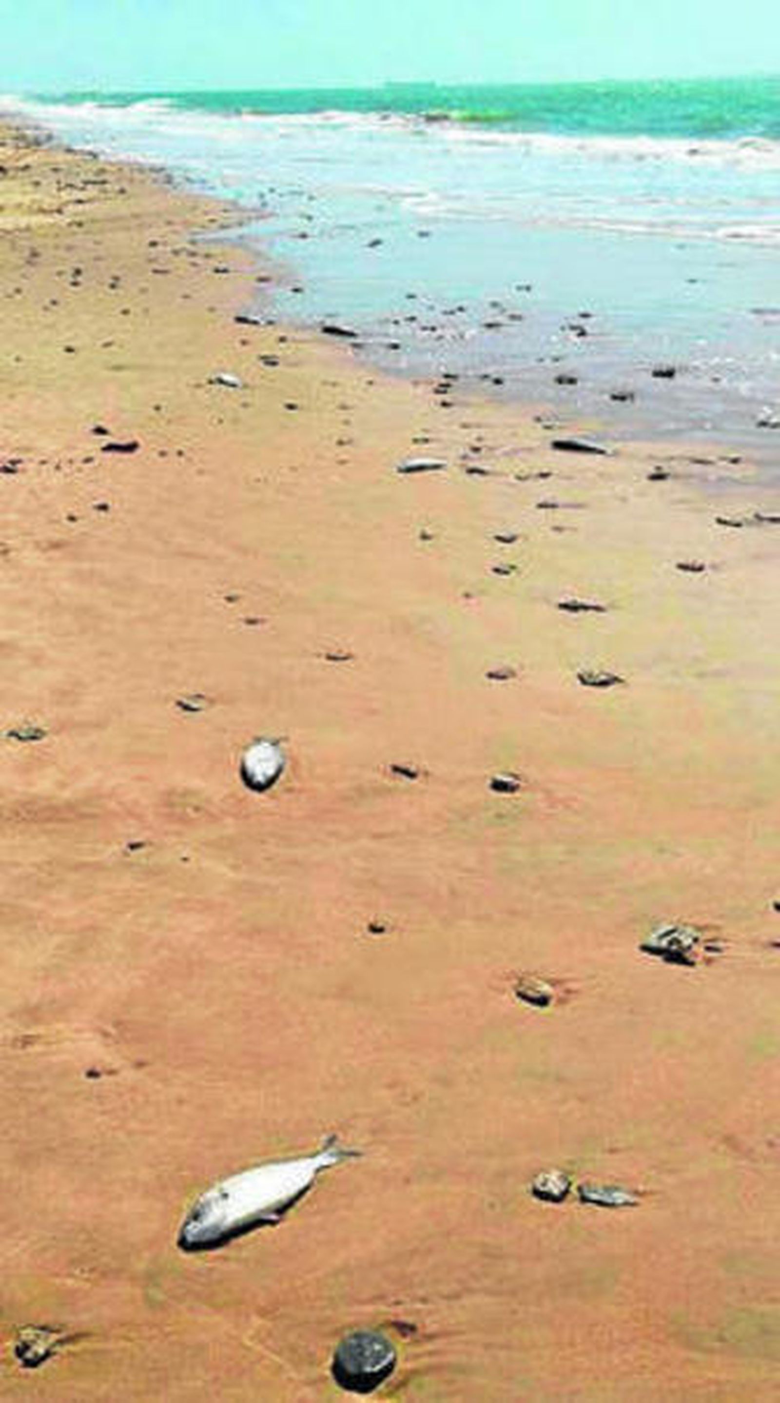 Peces en la orilla de la playa.