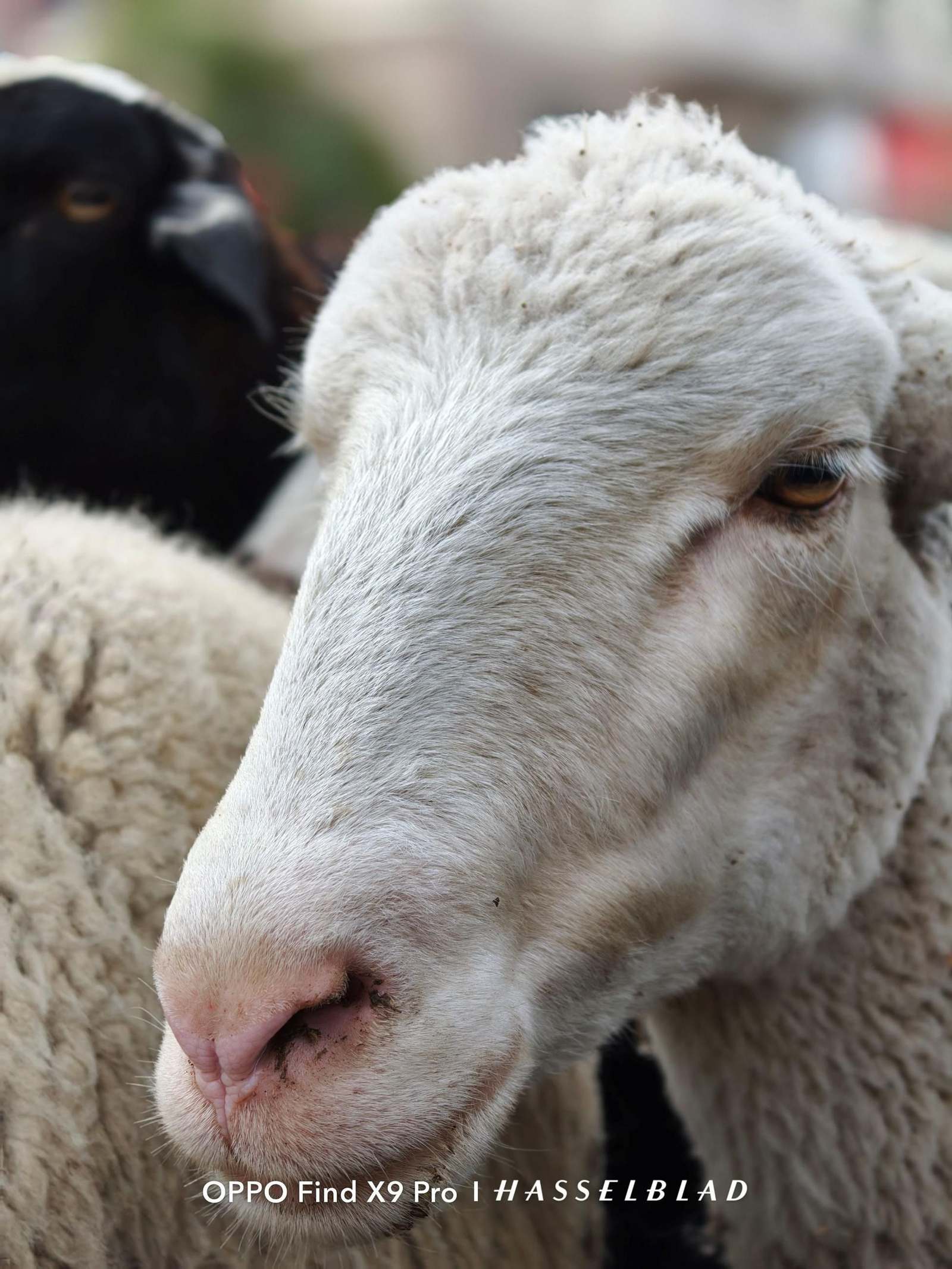 Foto tomada con el Oppo Find X9