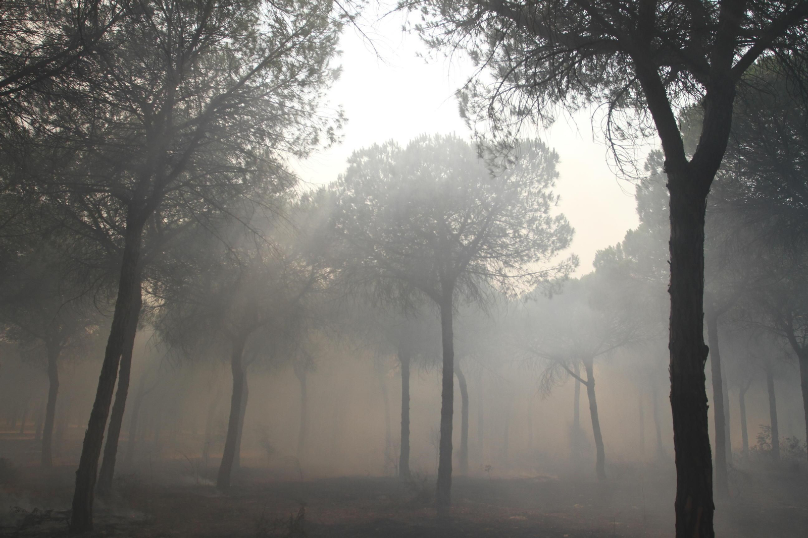 Las imágenes del incendio en Moguer y Mazagón