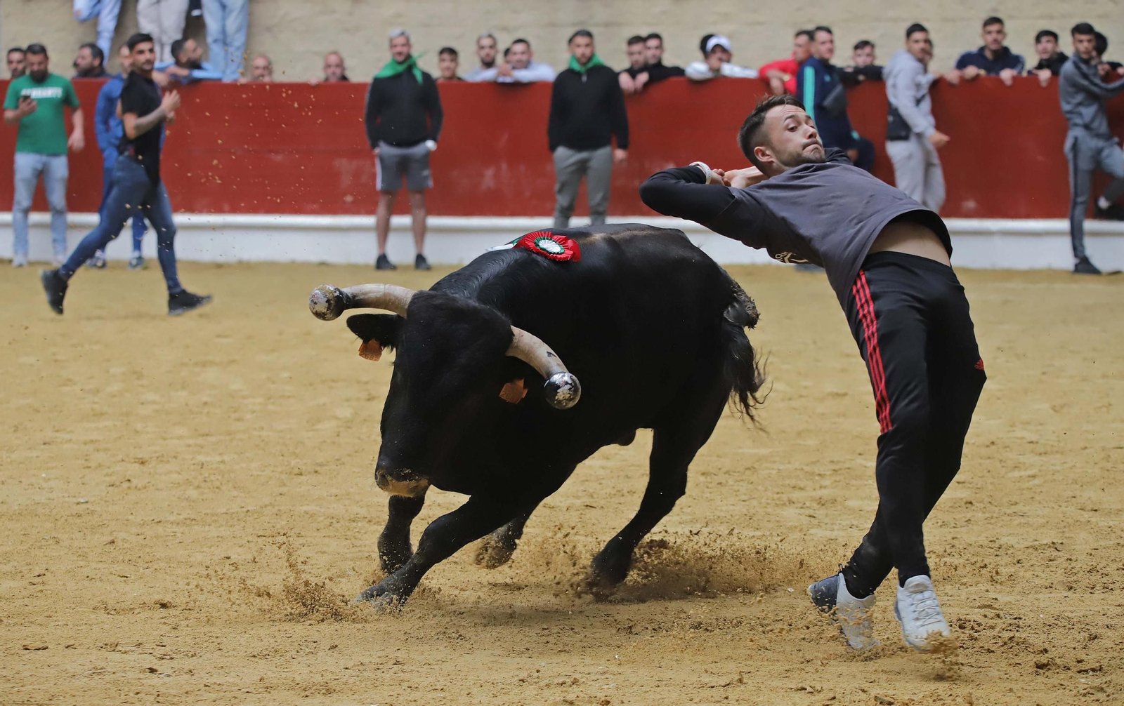 Fotos de los encierros del domingo del Toro Embolao en Los Barrios
