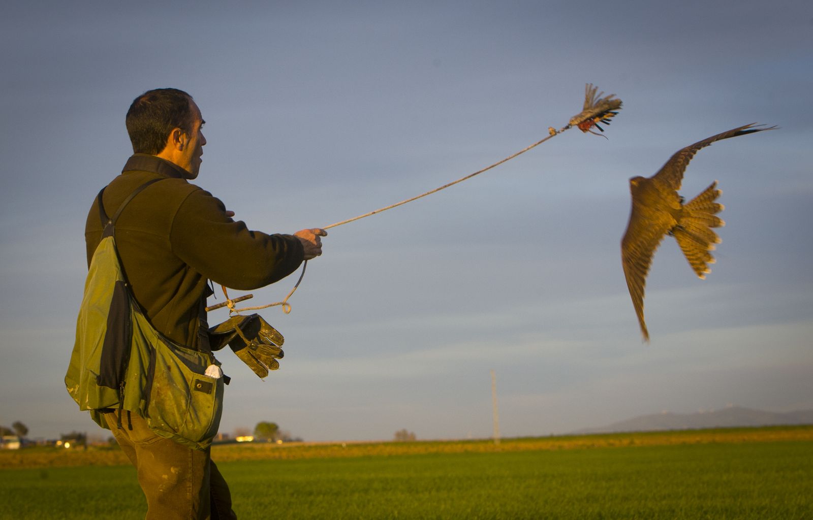 Un cetrero enseña a un halcón en Jerez.