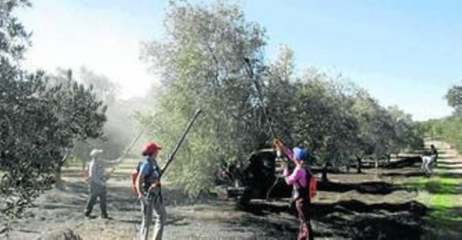 Temporeras de la recogida de aceituna emplean varas mecánicas para recoger el fruto.