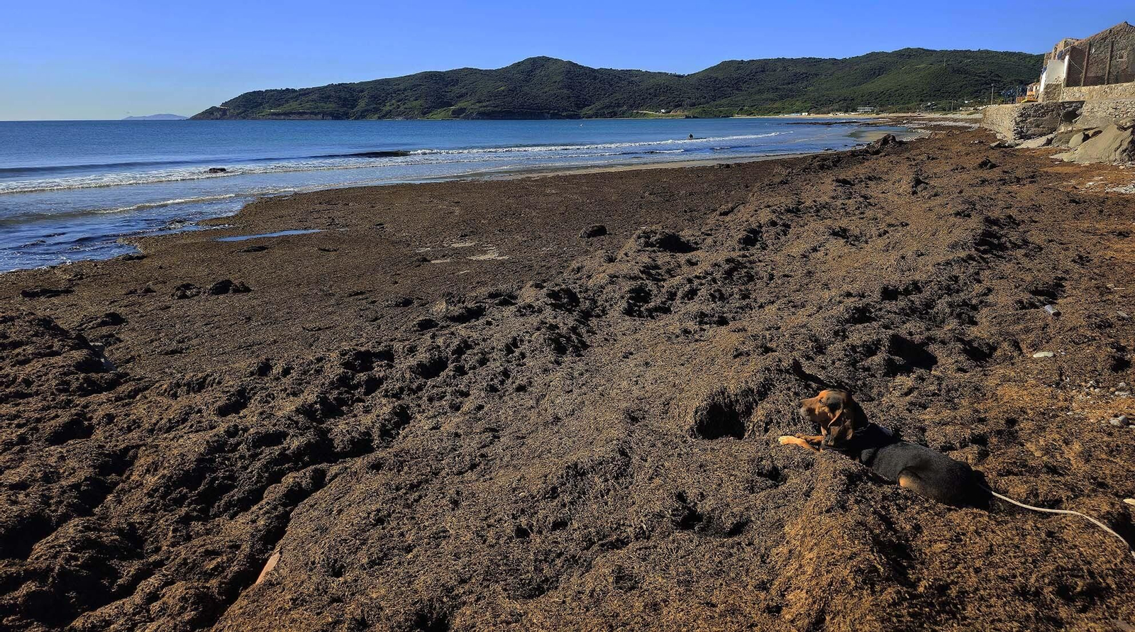 Imágenes del manto de alga parda en la playa de Getares