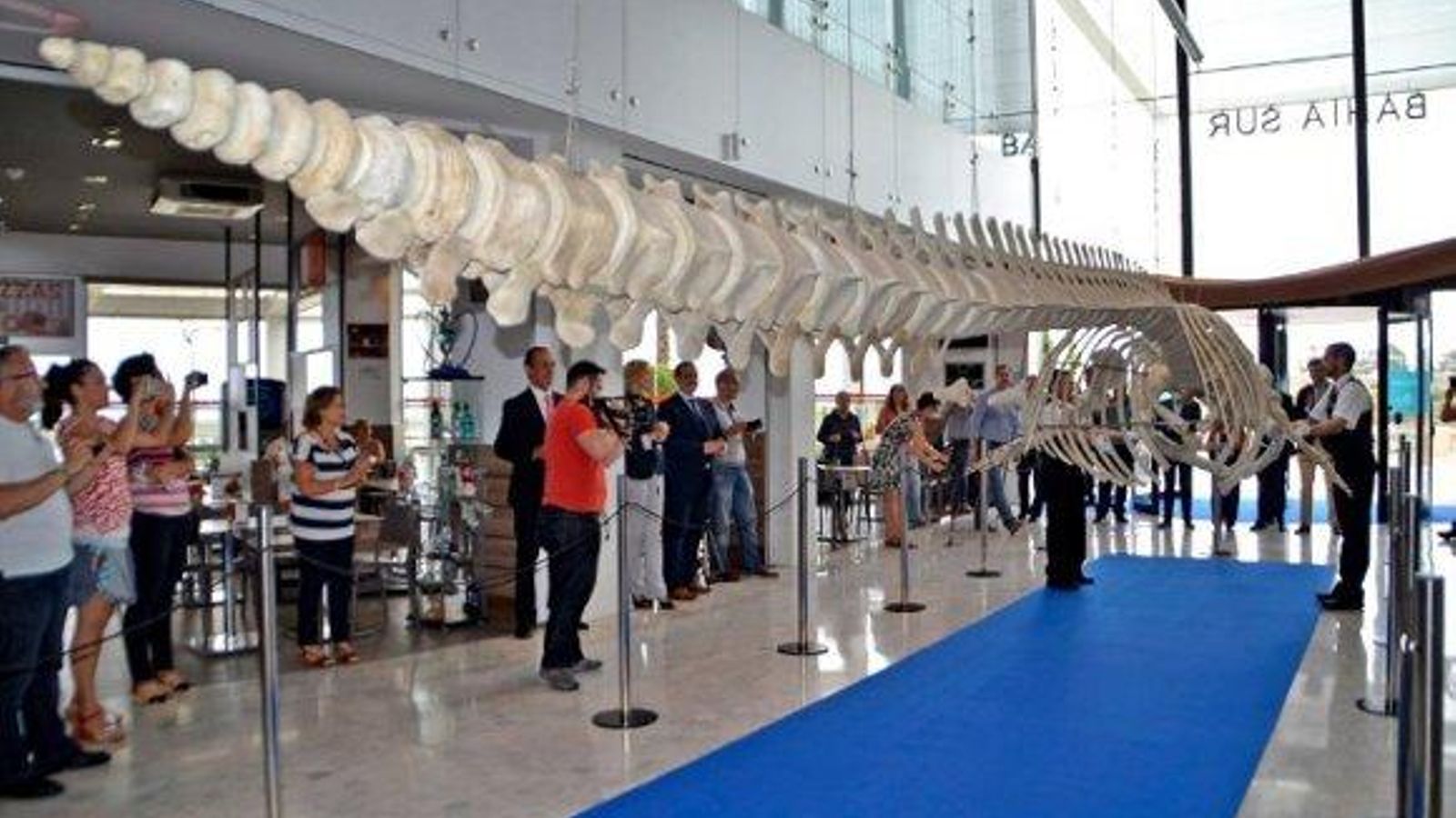 Bahía Sur expone el esqueleto de la ballena varada en la Bahía en 2012 Bahía Sur expone el esqueleto de la ballena varada en la Bahía en 2012