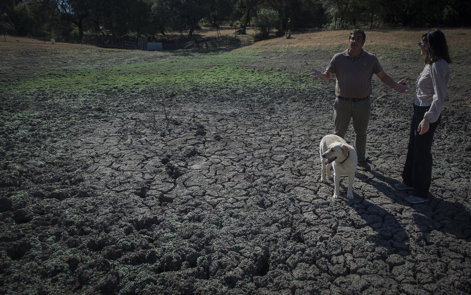 La sequía amenaza a la ganadería de toda Andalucía