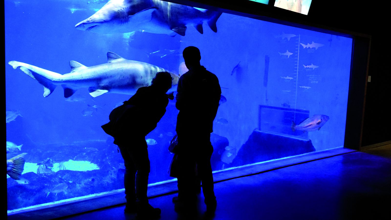Una familia visita el Acuario de Sevilla