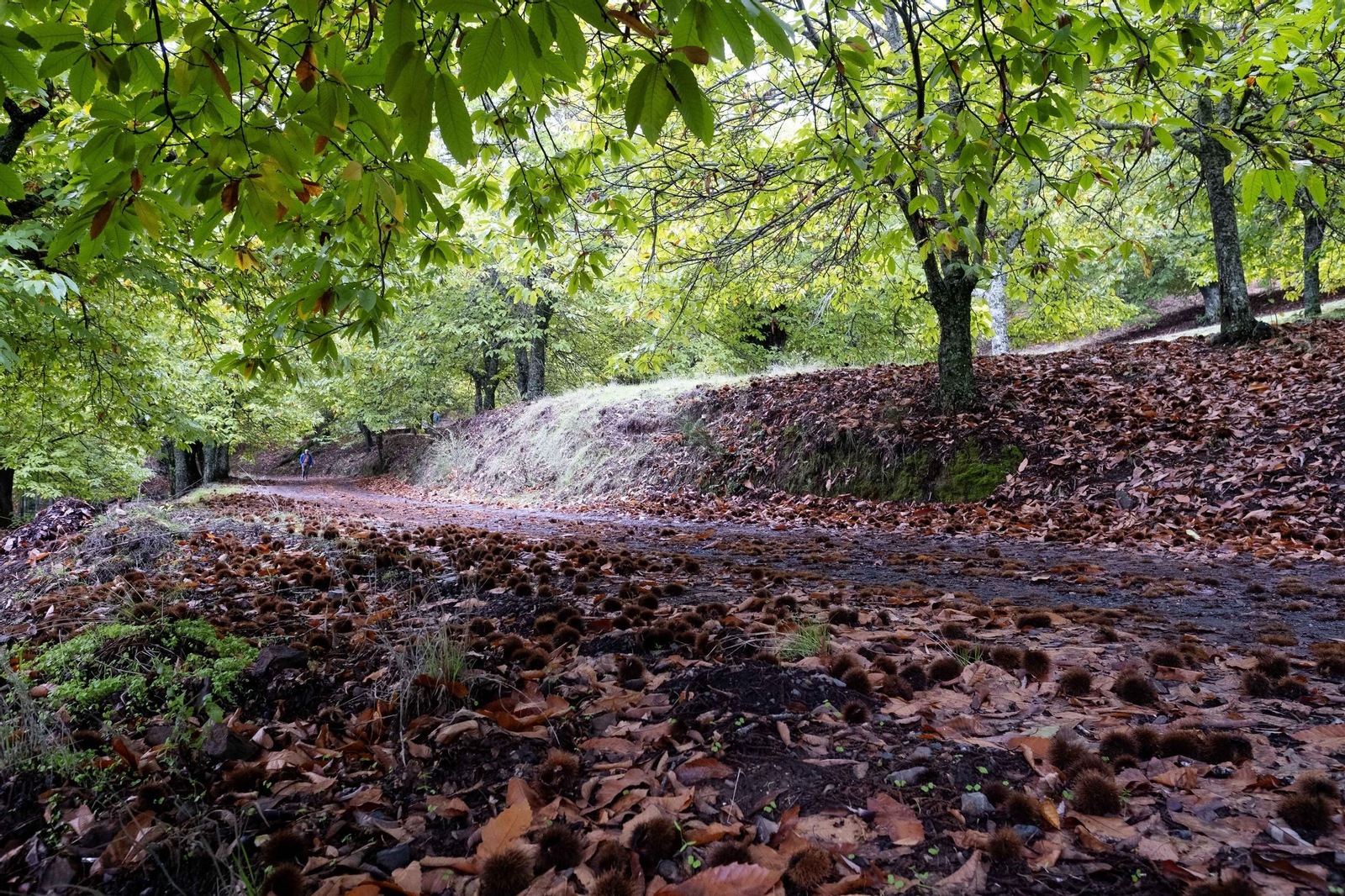 El Bosque de Cobre del Valle del Genal, en fotos