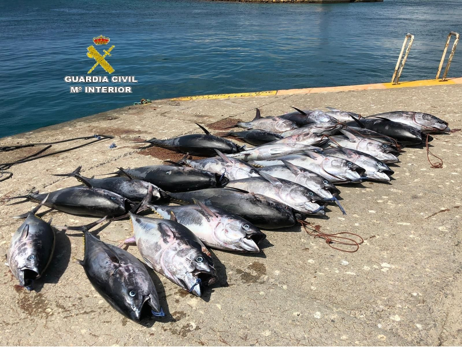Los ejemplares de atún rojo intervenidos en Tarifa.
