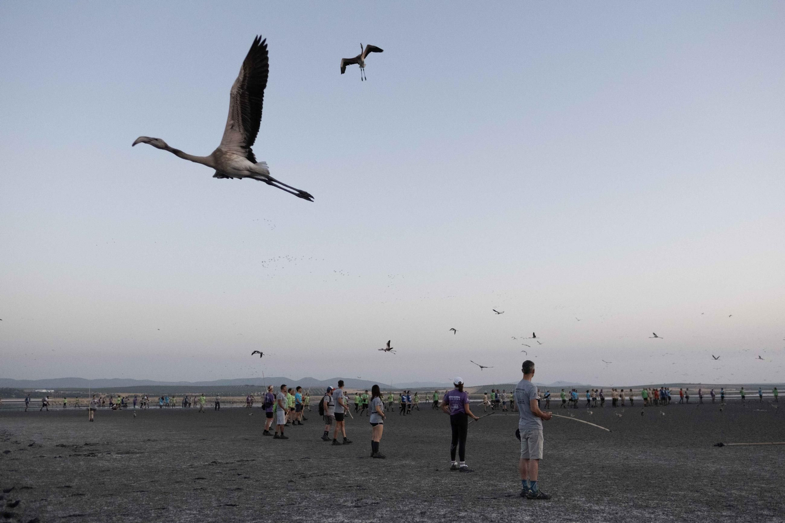 Anillamiento de flamencos en la Laguna de Fuente de Piedra, en imágenes