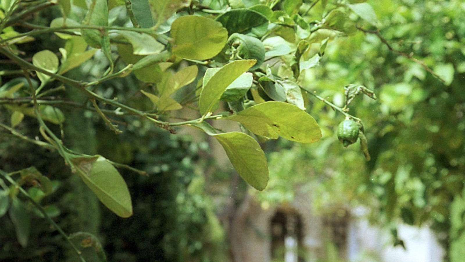 Un limonero en el Palacio de Dueñas, un recuerdo en la infancia de Antonio Machado,