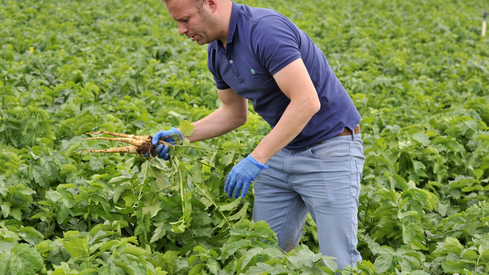Un agricultor de la Pequeña Holanda recolectando chirivía para vender en los mercados.