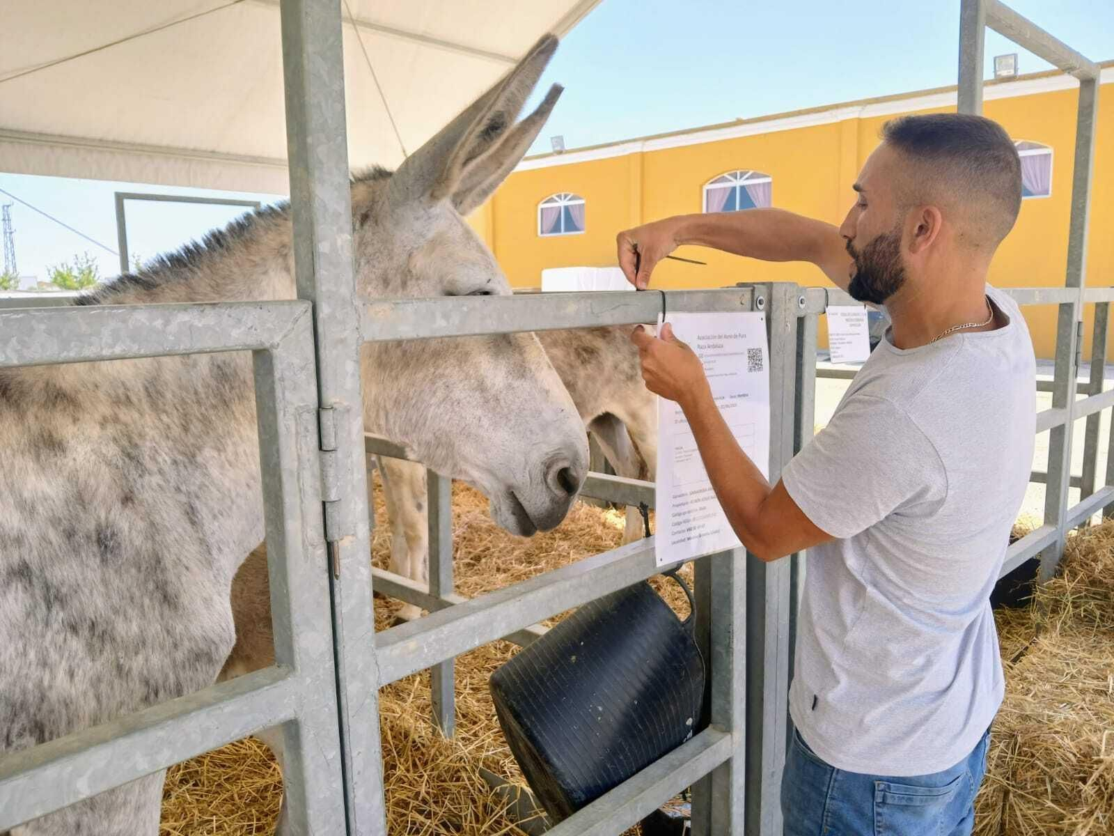 Imágenes de la Feria de Medina y su  concurso de ganado
