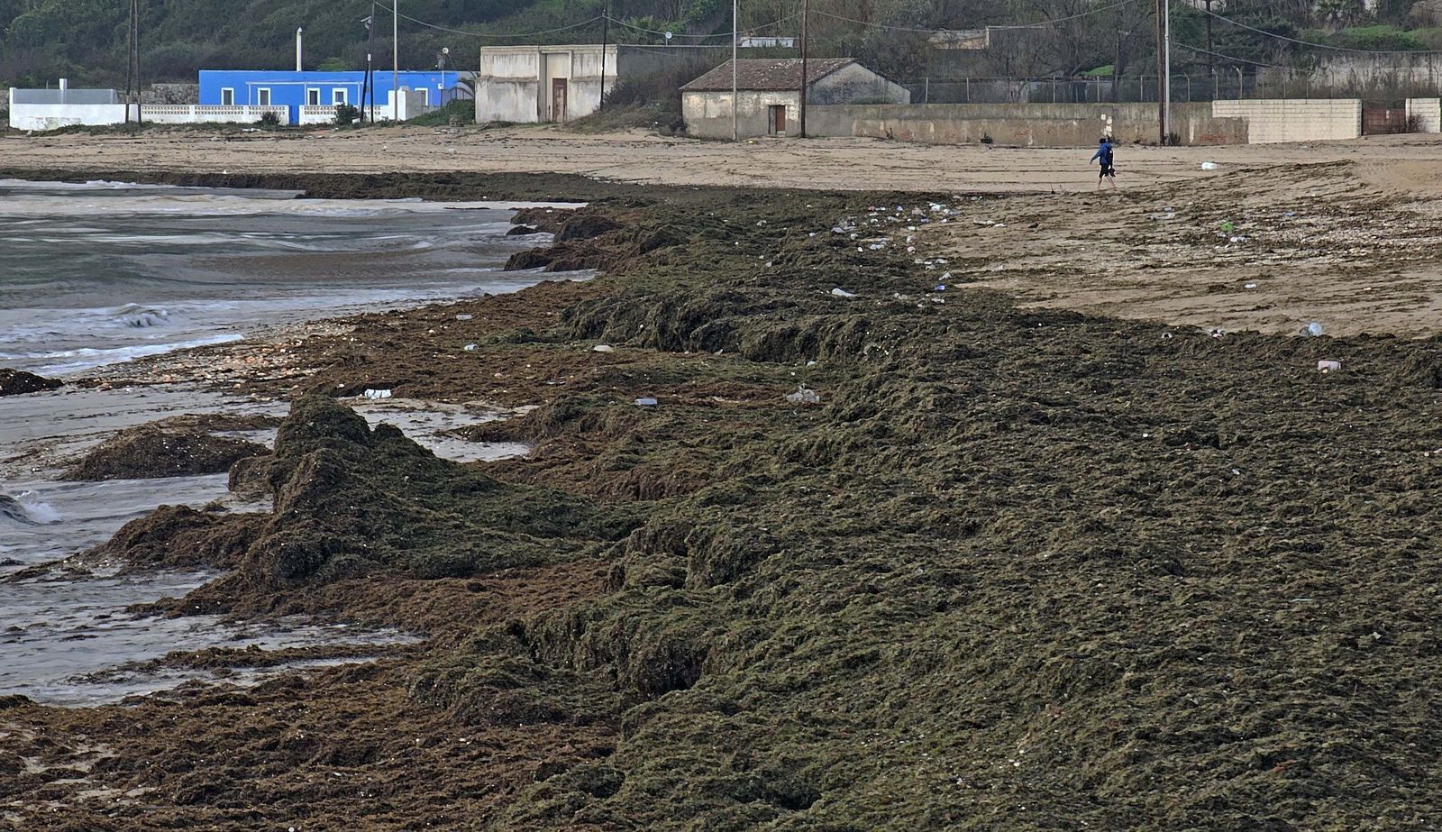 Nuevo arribazón de alga invasora en la playa de Getares. El litoral amanece cubierto de algas de la especie invasora Rugulopteryx Okamurae, un alga que reaparece habitualmente con cada temporal en el Estrecho.