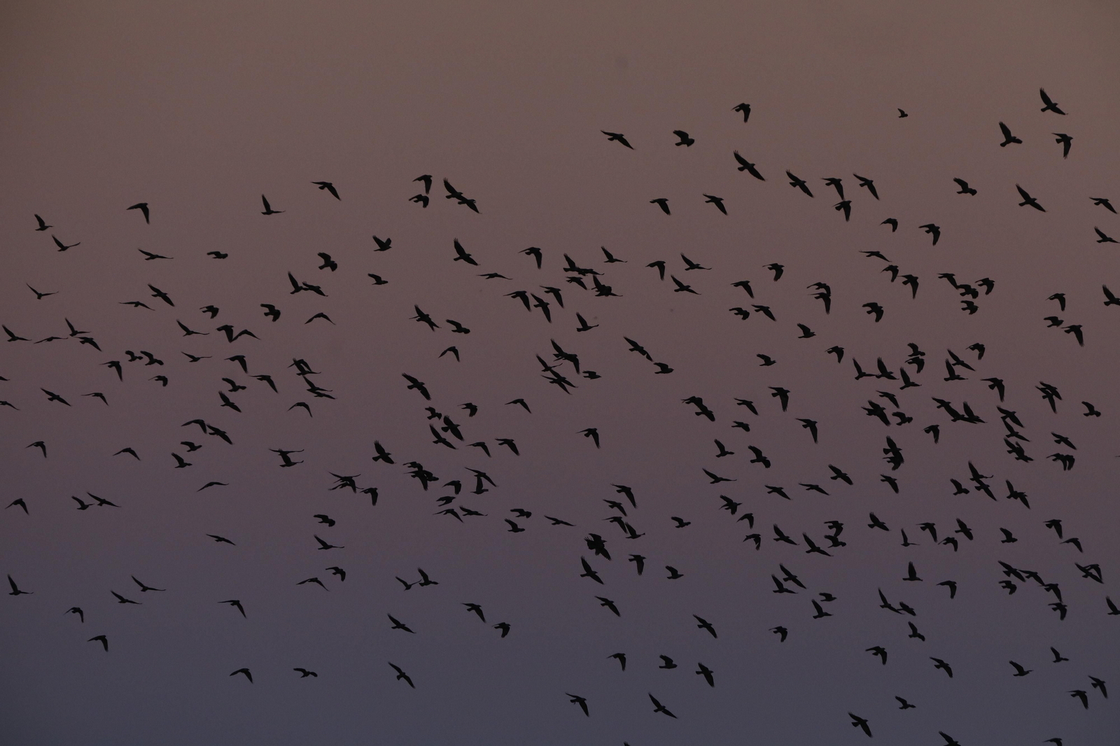Las aves que habitan en Los Sotos de la Albolafia de Córdoba, en fotografías