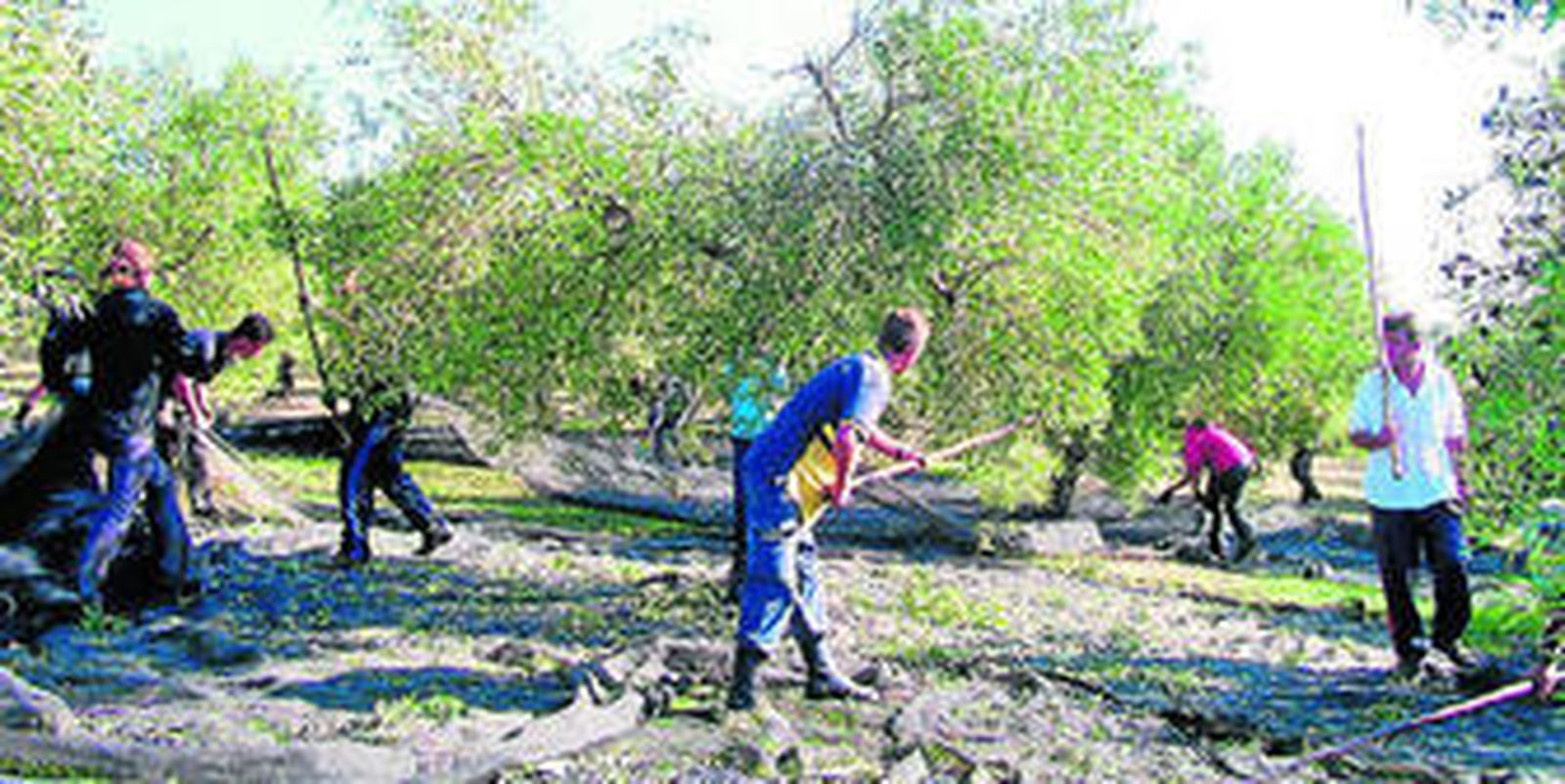 El Etefón se lanzó al mercado, originariamente, para facilitar la recolección de aceituna.