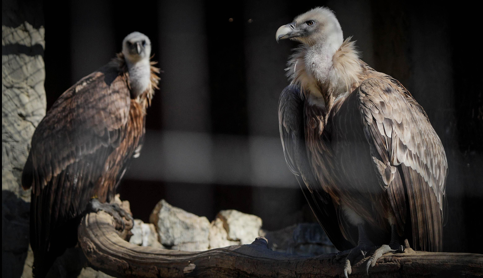 La especial mirada de los animales del Zoo de Jerez