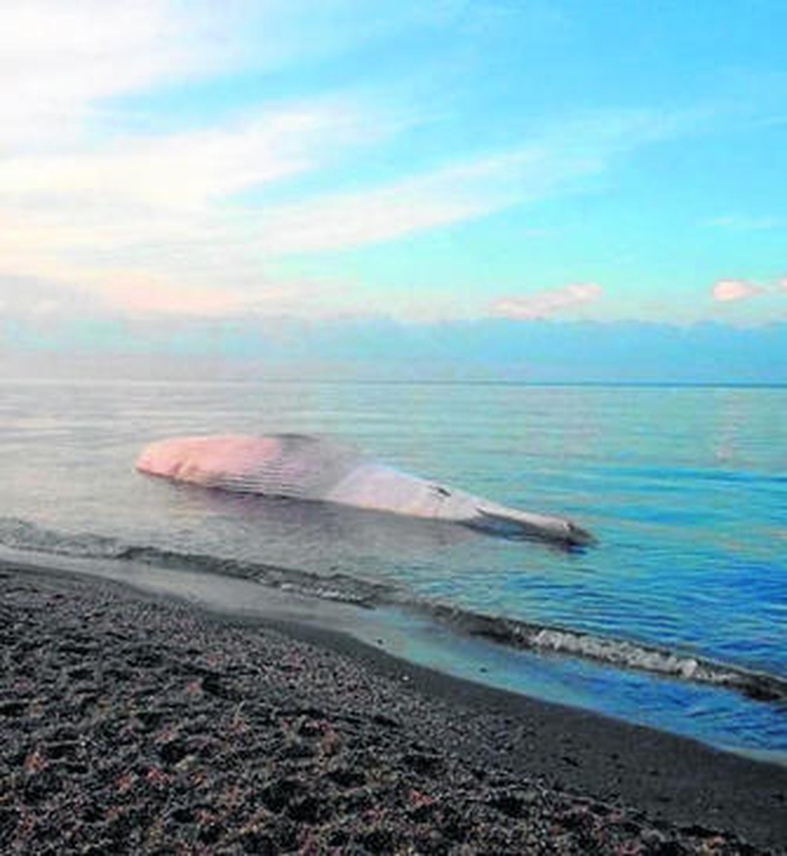 La ballena, de la playa al vertedero