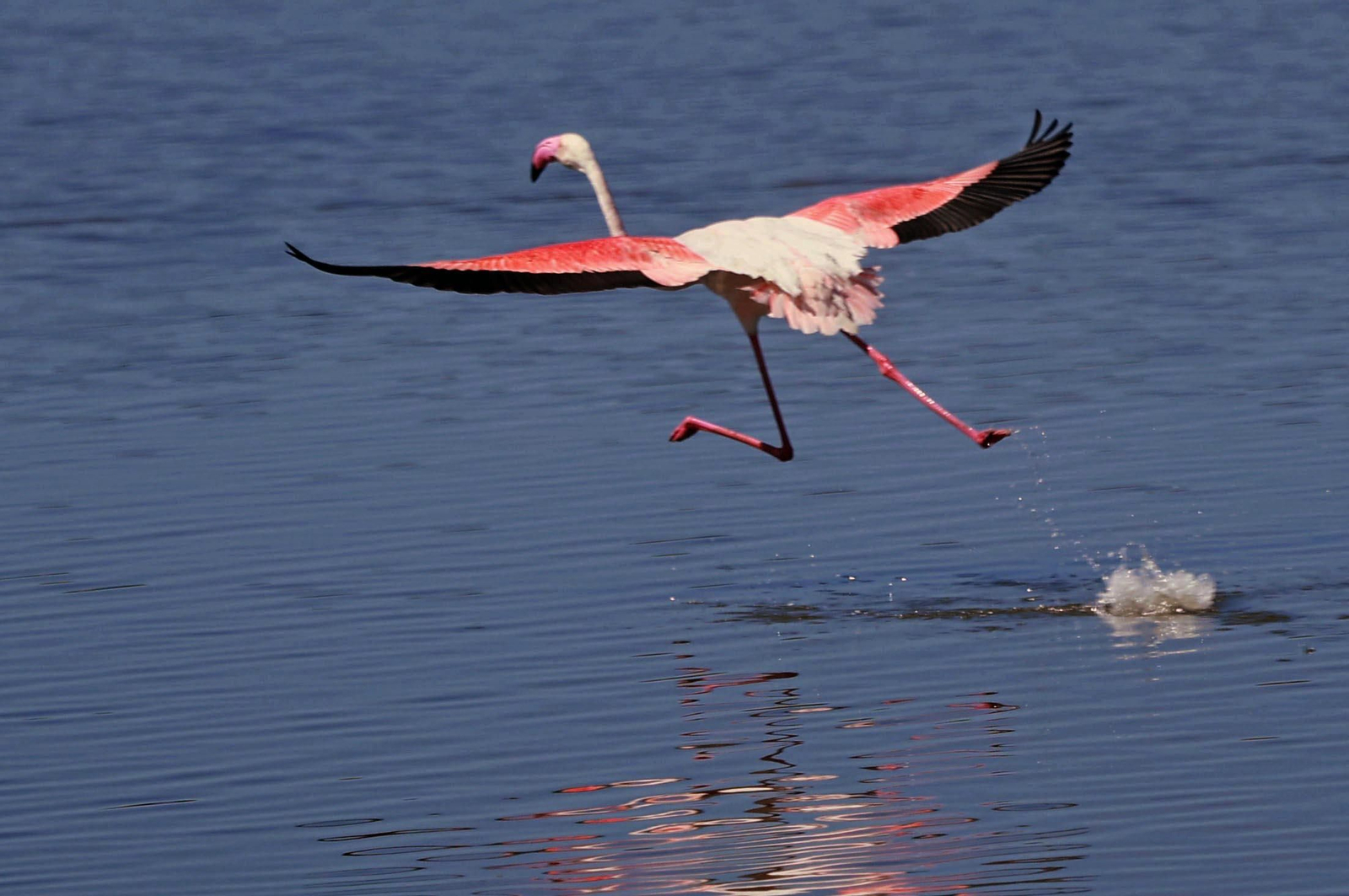 Imágenes de Marismas del Odiel, un Paraje Natural en la confluencia de las desembocaduras de los ríos Tinto y Odiel
