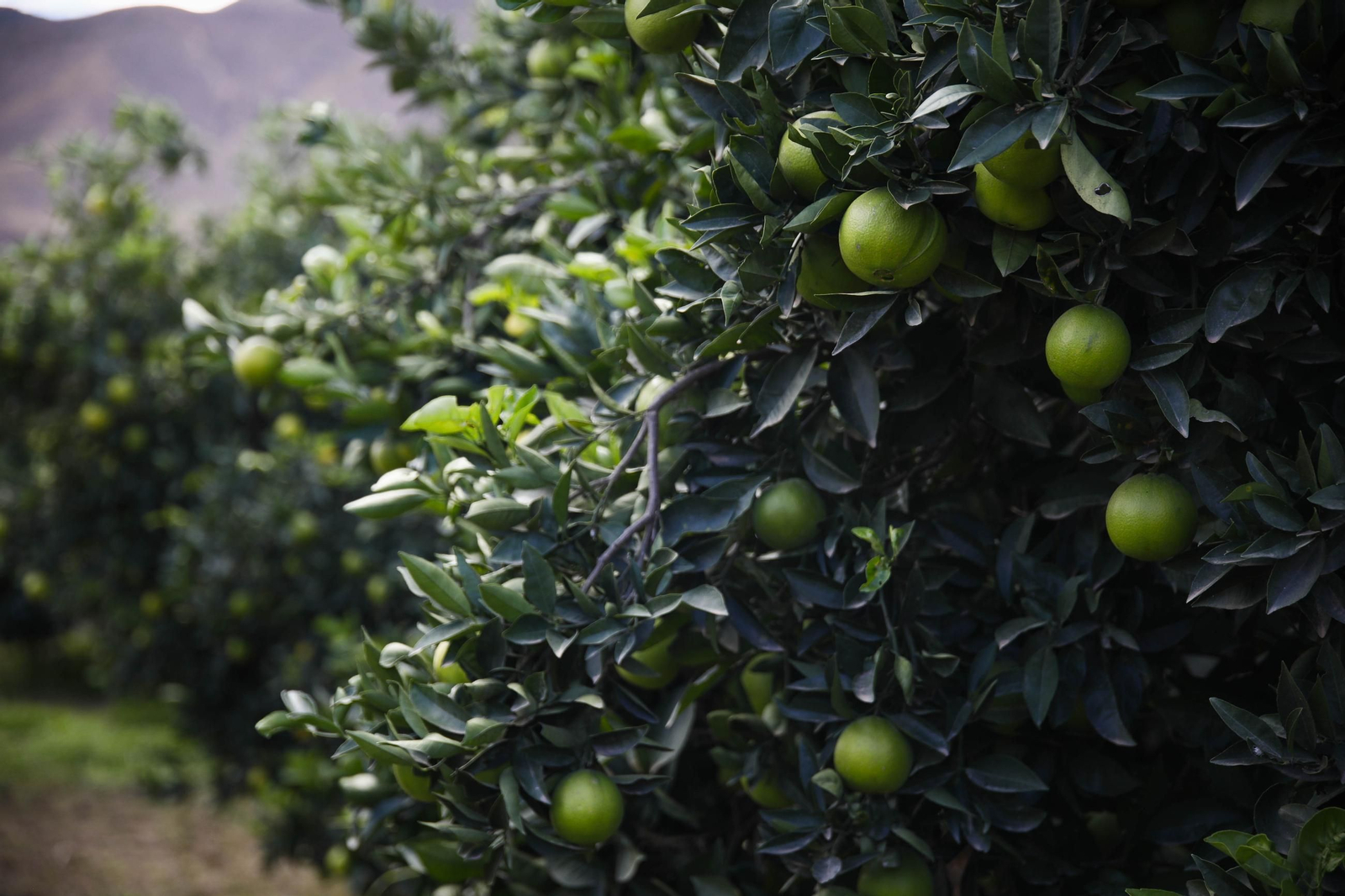 Las naranjas de Íllar, en imágenes