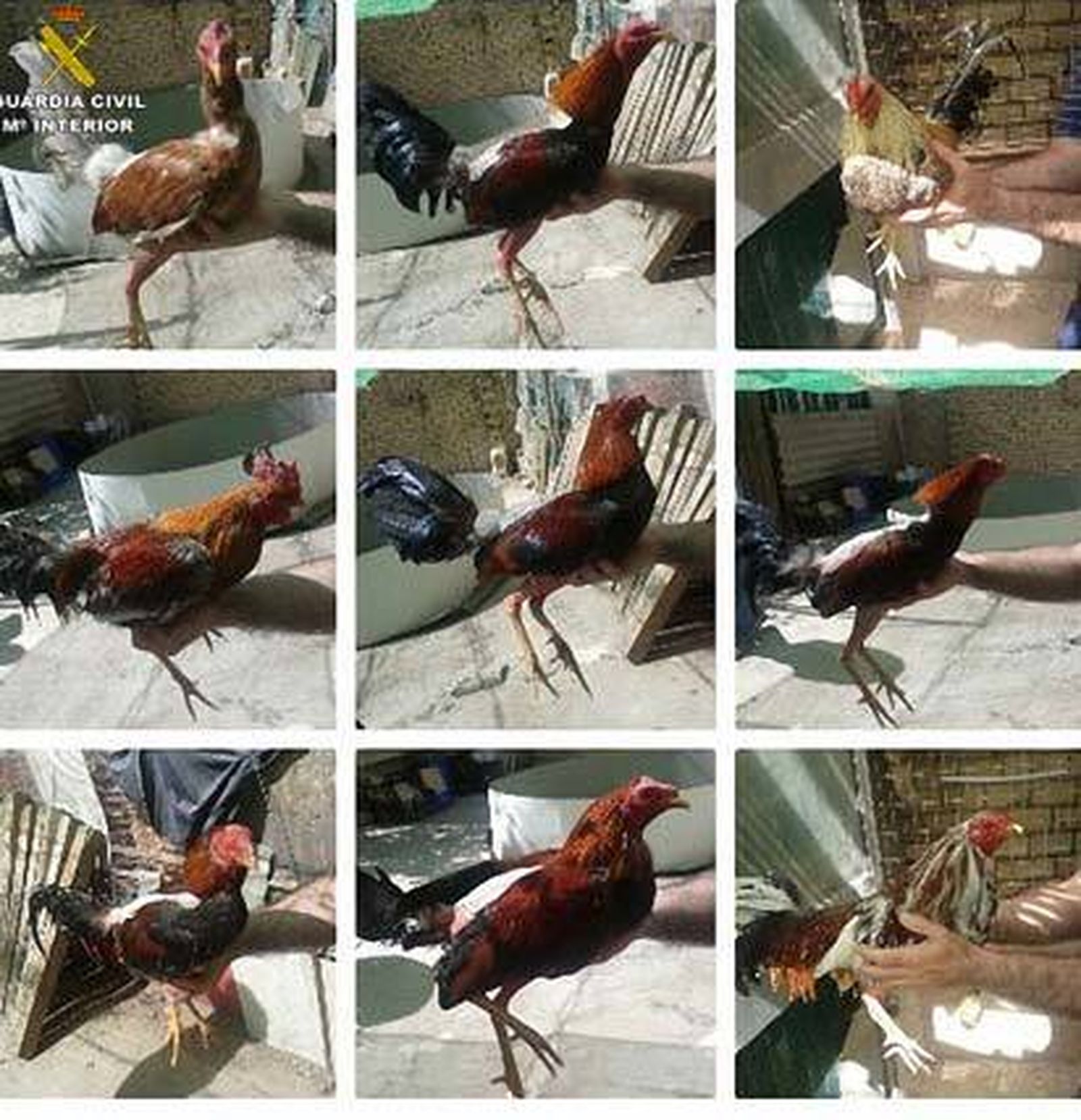 Cinco detenidos por robar nueve gallos de pelea valorados en más de 2.000 euros