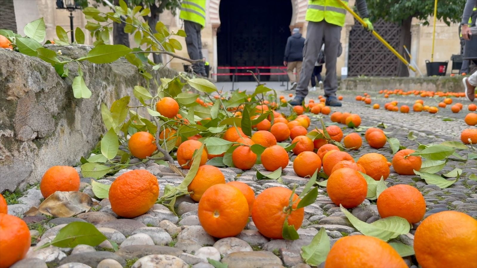Naranjas amargas en el Patio de los Naranjos.