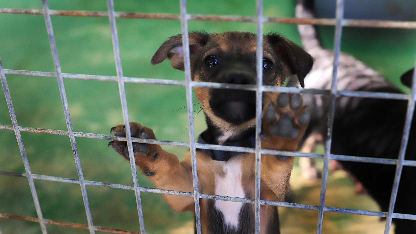 La protectora 'No me abandones' tiene 80 perros wue buscan un hogar
