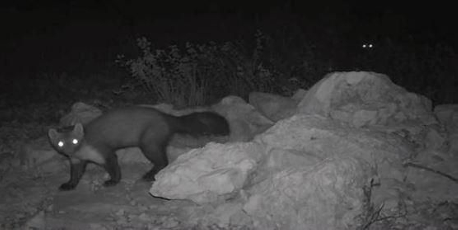 Ejemplares de garduña, en la noche.