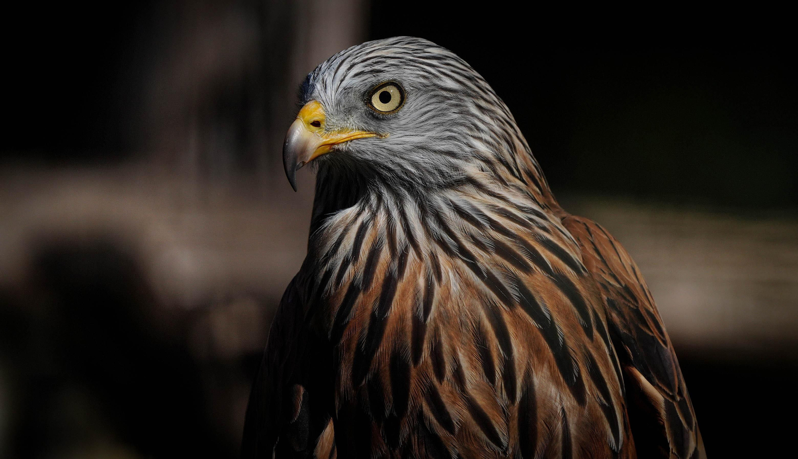La especial mirada de los animales del Zoo de Jerez