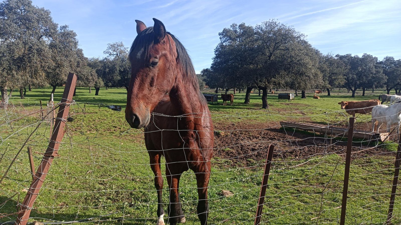 Caballos junto al vallado que delimita el recorrido.