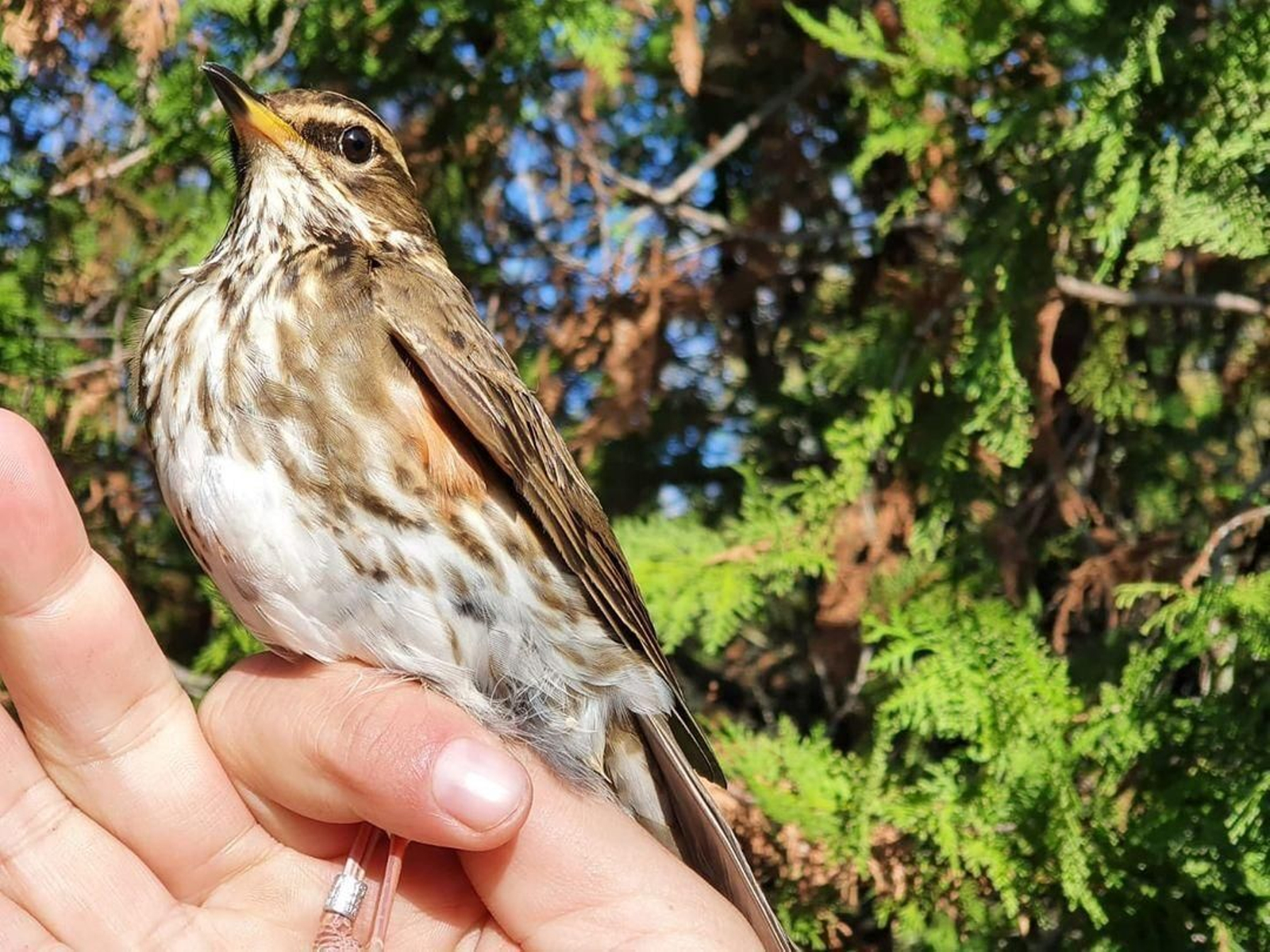 Un ejemplar de Zorzal Alirrojo (Turdus Iliacus), identificado en la Laguna Fuente del Rey, el pasado mes noviembre.