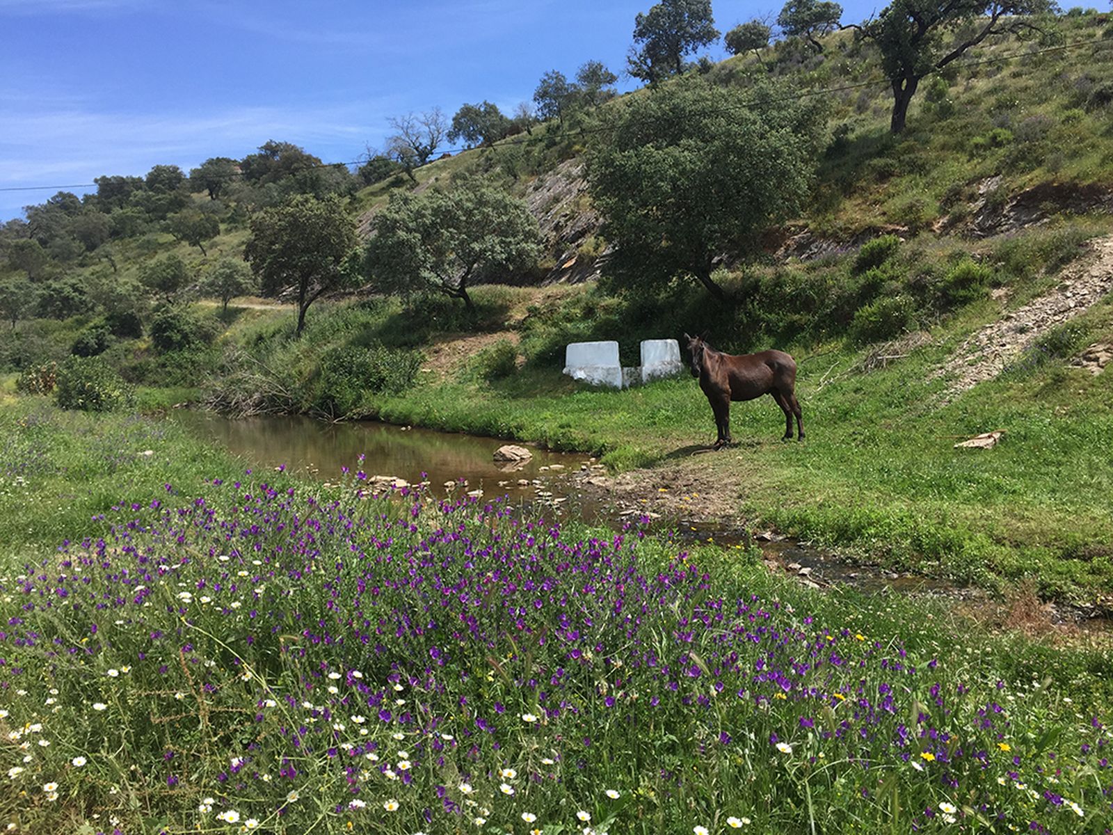 Ruta senderista de El Mustio a Santa Bárbara: un encuentro entre Sierra y Andévalo