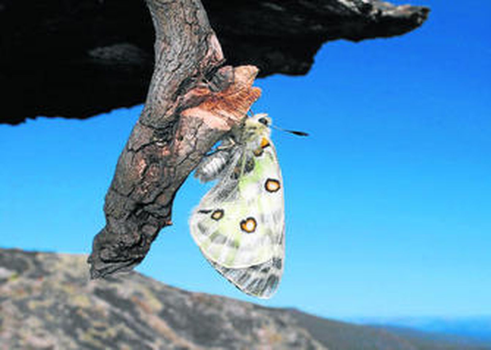 Este lepidótpero es una especie amenazada.