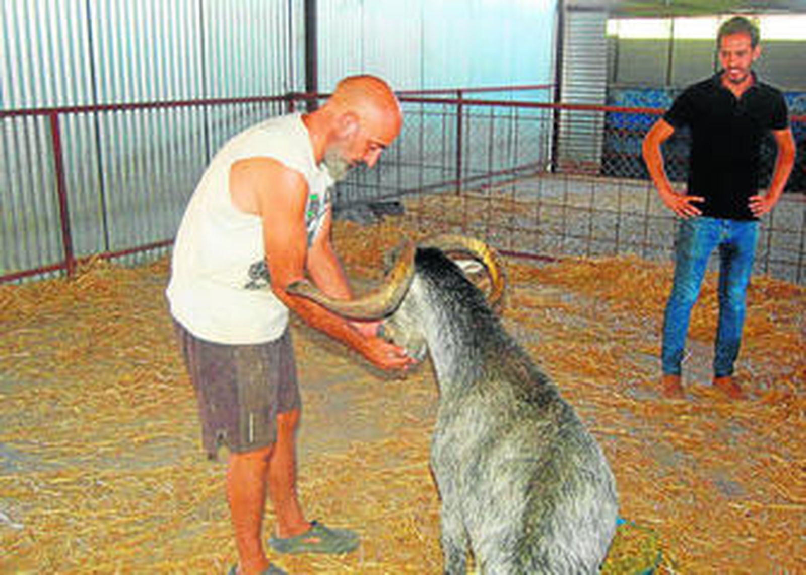 Nacho, del Refugio La Pepa, dando de comer ayer, en Arcos, a 'Pepe'.