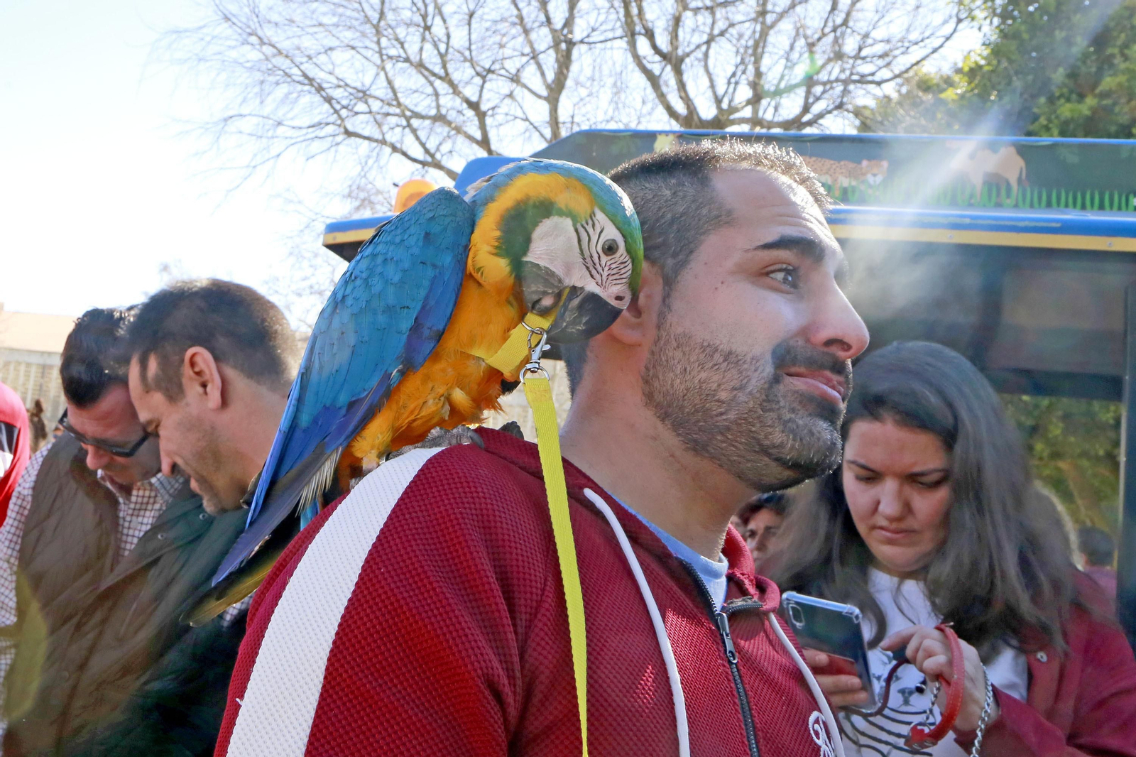 Imágenes de San Antón 2020 en Jerez